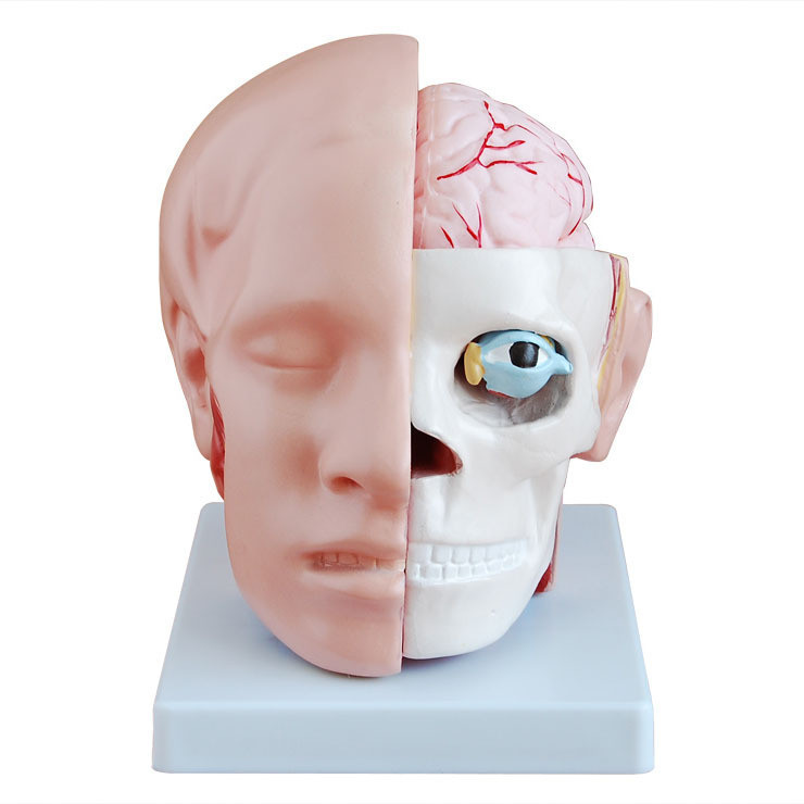Human anatomy teaching and training model Head Anatomy with Cerebral Artery Model YRXS