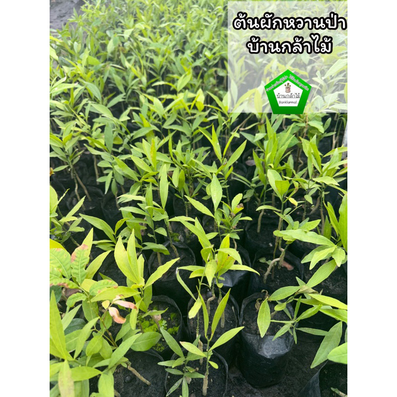 ต้นผักหวานป่า 🎉ต้นแข็งแรง 🌿 สินค้าเสียหาย แจ้งทางร้านได้เลยจ้า