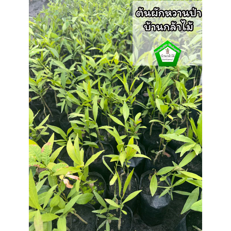 ต้นผักหวานป่า 🎉ต้นแข็งแรง 🌿 สินค้าเสียหาย แจ้งทางร้านได้เลยจ้า
