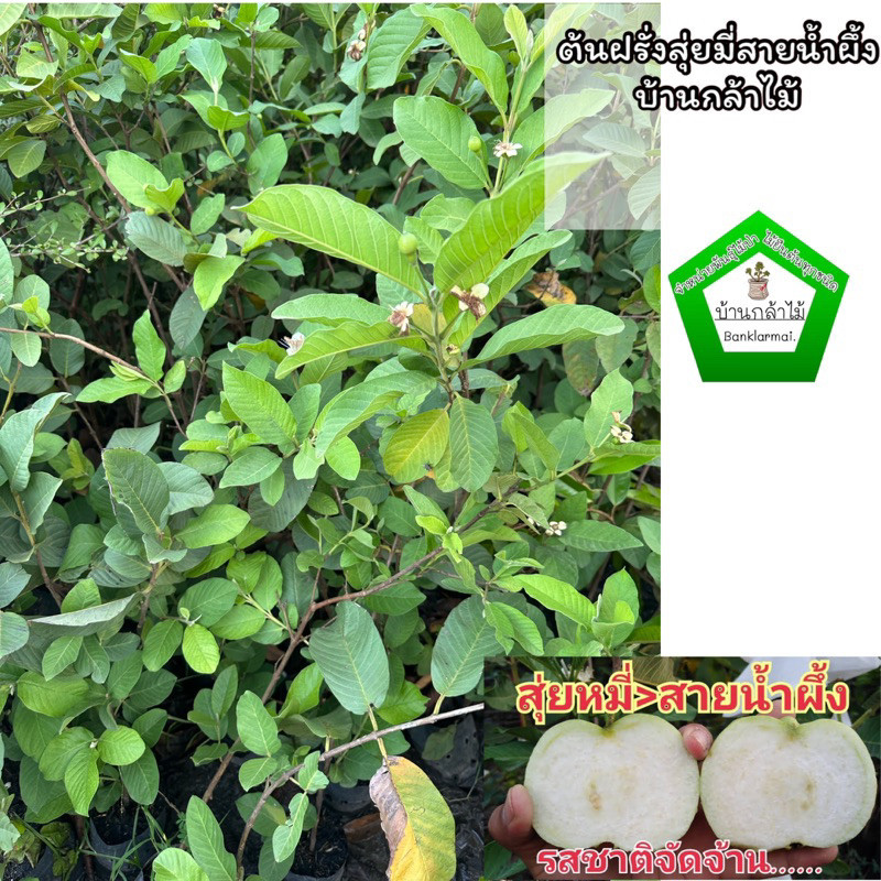 ต้นฝรั่งสุ่ยมี่สายน้ำผึ้ง ของแท้ ต้นแข็งแรง ระหว่างขนส่งสินค้าเสียหาย ทางร้านรับผิดชอบทุกรณีจ้า