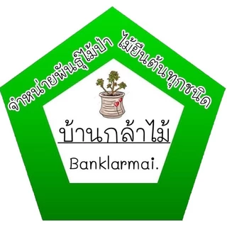 ต้นมะขามเปรี้ยวยักษ์ เพาะเมล็ด ต้นแข็งแรงพร้อมลงดิน🪴🌿 สินค้าเสียหาย แจ้งทางร้านได้เลยจ้า