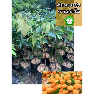 ต้นมะยงชิดทูลเกล้า เสียบยอด 🎉ต้นแข็งแรง 🌿 สินค้าเสียหาย แจ้ง…