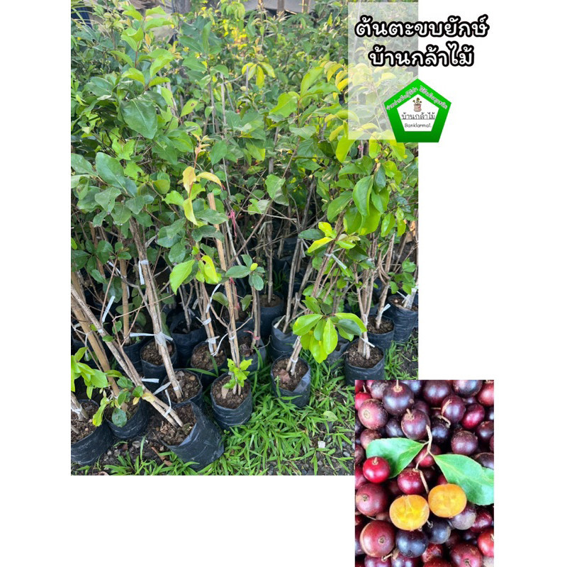 ต้นตะขบยักษ์ 🎉ต้นแข็งแรง 🌿 สินค้าเสียหาย แจ้งทางร้านได้เลยจ้า