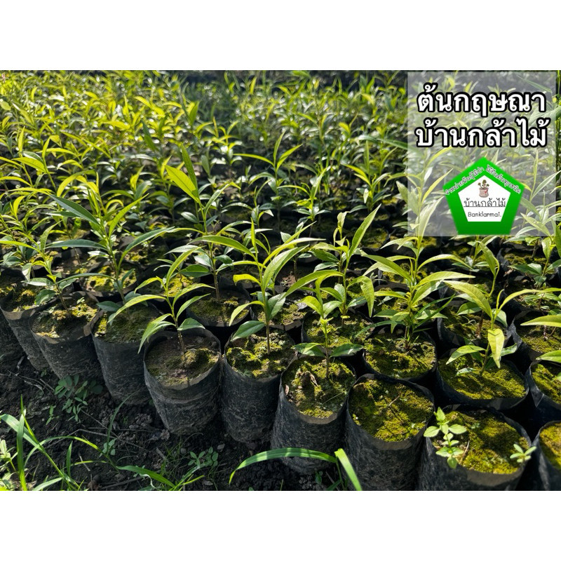 ต้นกฤษณา ไม้หอม #กล้าไม้ป่าไม้เศรษฐกิจ 🎉 🌿 สินค้าเสียหาย แจ้งทางร้านได้เลยจ้า