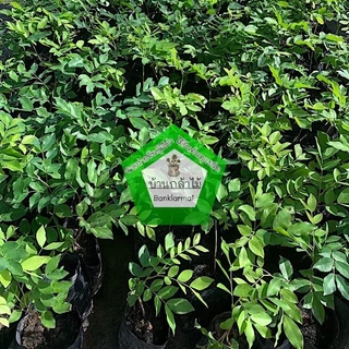 ต้นประดู่แดง ดอกสีแดง ไม้หายาก 🌺 ต้นแข็งแรง 🌿 สินค้าเสียหาย แจ้งทางร้านได้เลยจ้า