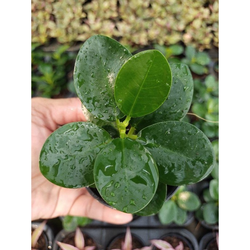 ช้อนเงินช้อนทอง ไม้มงคล ไม้ฟอกอากาศ Banyan Tree