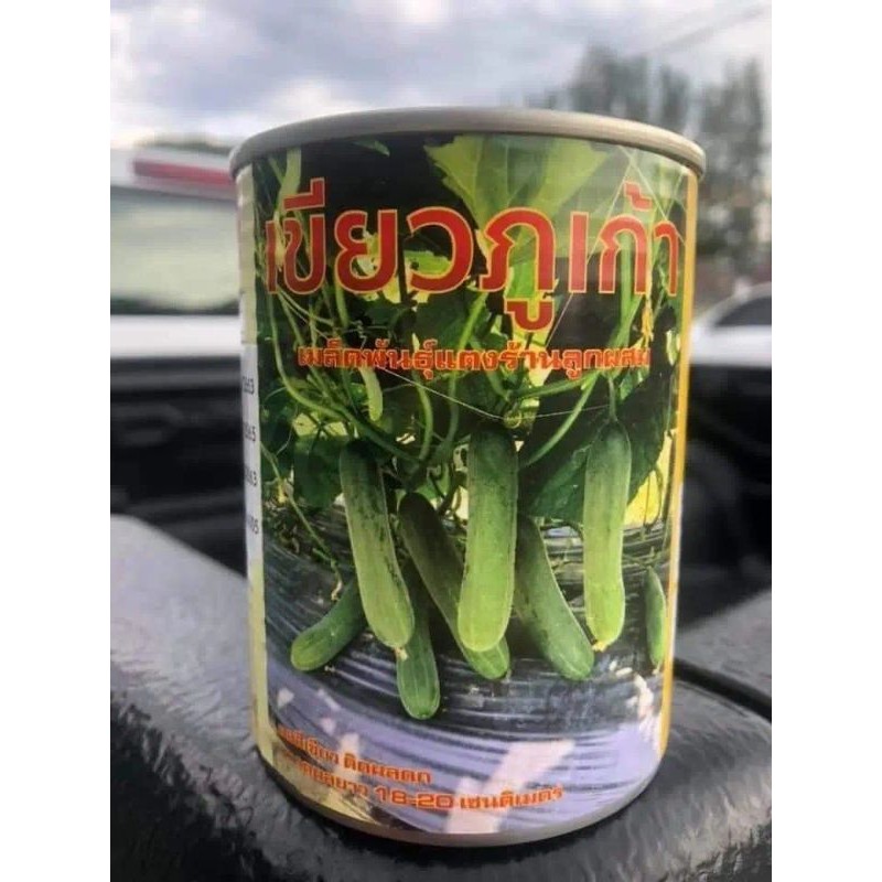 แตงร้านเขียวภูเก้า  แตงร้านผลดก พร้อมส่ง - รูปที่ 3