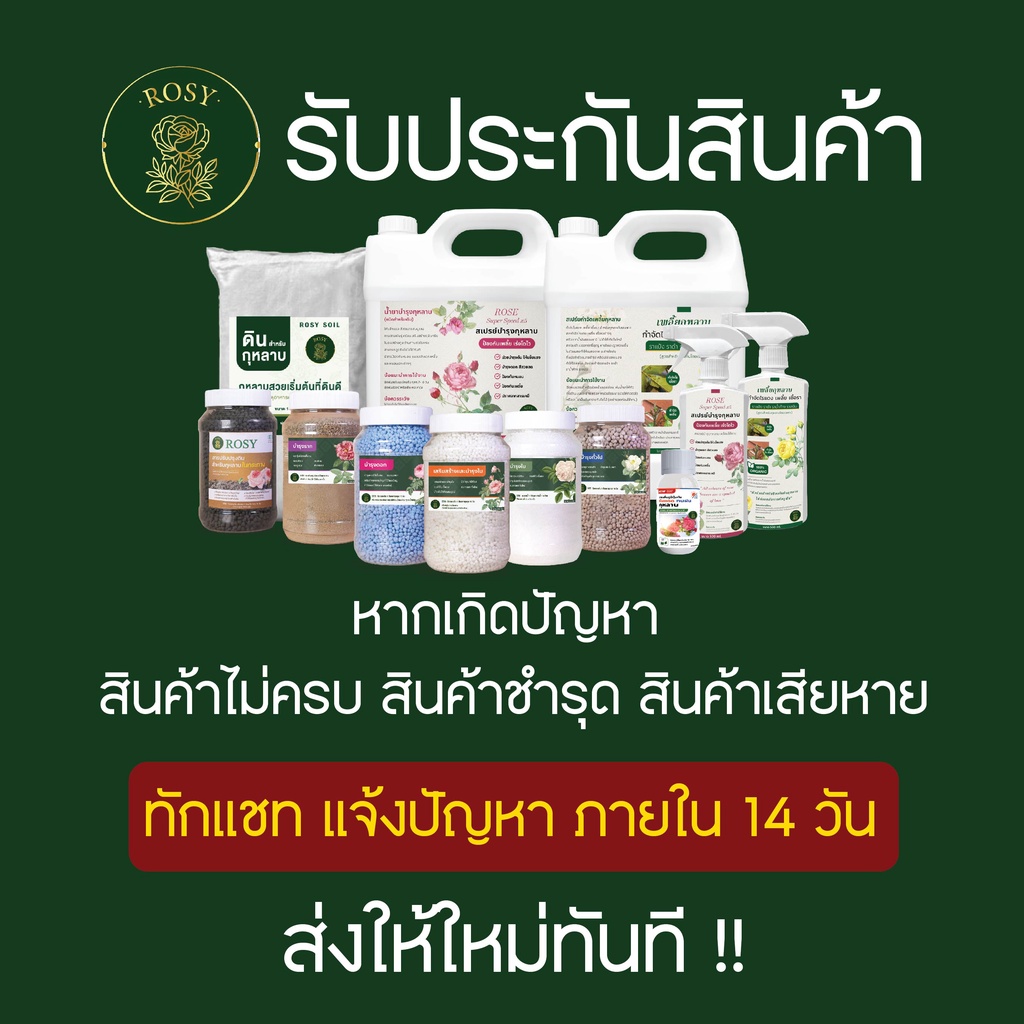 Rosy ปุ๋ยกุหลาบ บำรุงกุหลาบครบทุกส่วนของต้น ใช้ครบ 5 สูตร กุหลาบได้รับสารอาหารครบถ้วน รูปที่ 6