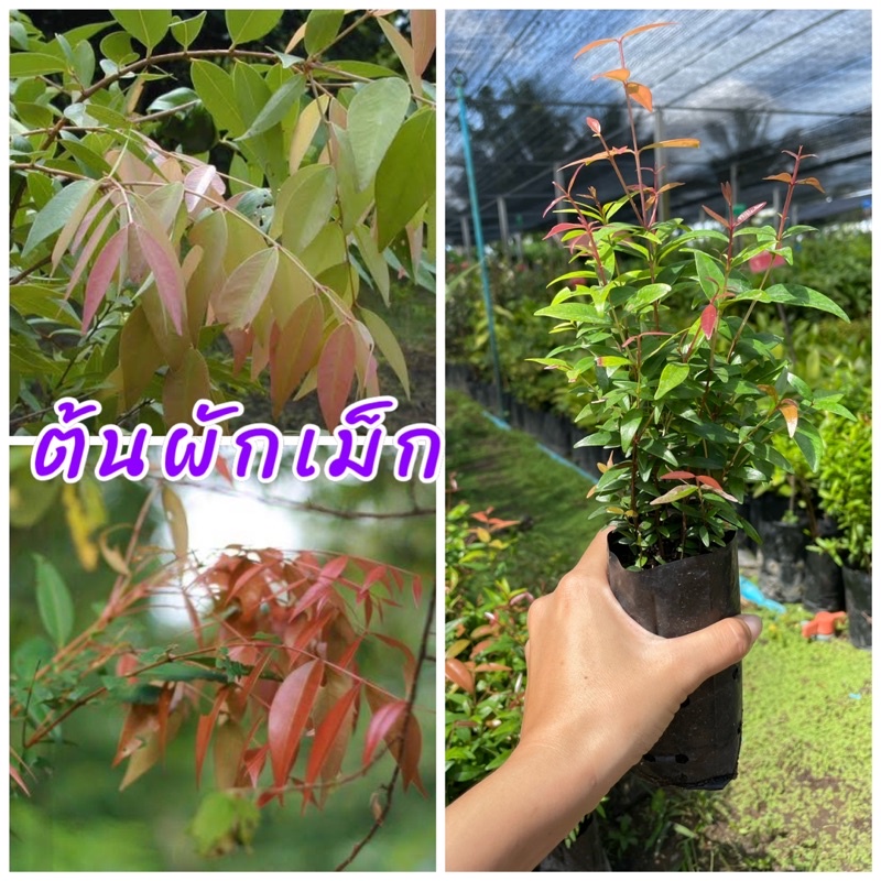 ต้นผักเม็ก ยอดอ่อนสามารถนำมารับประทานได้ มีรสเปรี้ยวอมฝาด นิยมลวกและกินสดกับน้ำพริก กินเป็นยาขับลม เป็นสมุนไพรแก้ฟกช้ำ