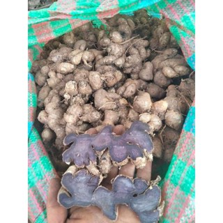 กระชายดำสด กระชายดำ100 ขุดใหม่จากสวน 1กก. เจ้าของขายเอง