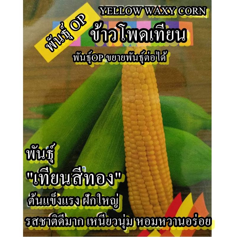 100+ เมล็ด เมล็ดข้าวโพดเทียน พันธุ์เทียนสีทอง (ปลูกง่าย รสชาติหวานหอมเหนียวนุ่มอร่อย ฝักใหญ่ ต้นแข็งแรง)