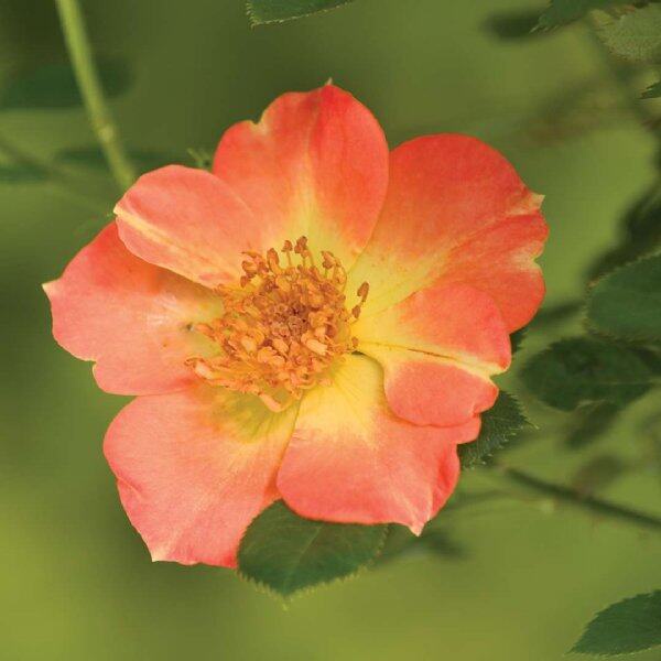 20 เมล็ด เมล็ดกุหลาบ Shrub Rose Bushes Seeds ดอกไม้ที่สื่อถึงความรัก สายพันธุ์ Oso Easy Paprika