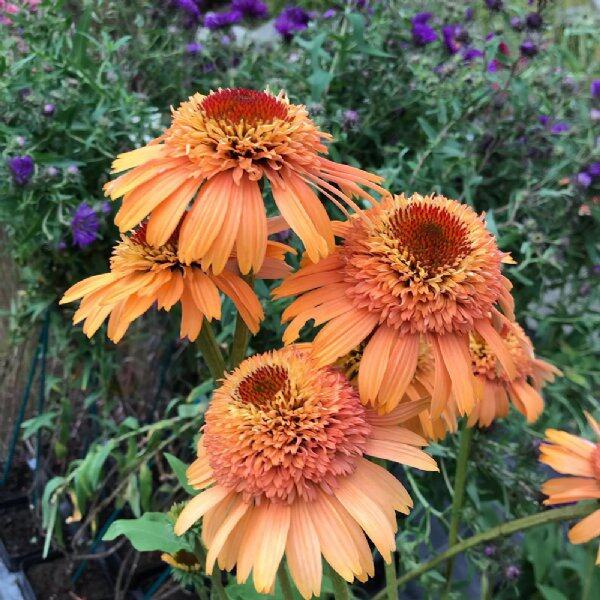 50 เมล็ด เมล็ดเอ็กไคนาเซีย ดอกอิชิเนเชีย Echinacea Seed สายพันธุ์ Cantaloupe