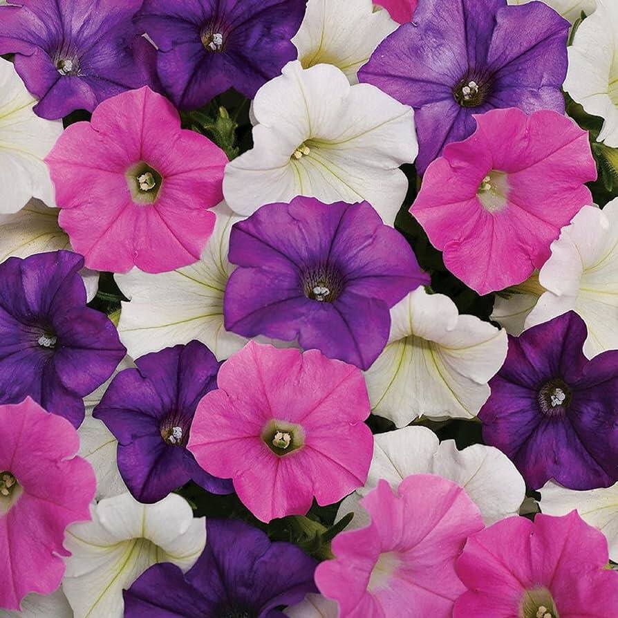 200 Petunia Seeds เมล็ดพันธุ์ ดอกพิทูเนีย ปลูกง่าย ปลูกได้ทั่วไทย สายพันธุ์ Avalanche คละสี