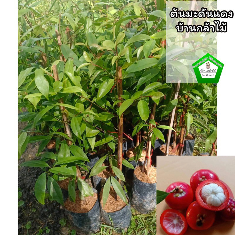 ต้นมะดันเกษตร ต้นพร้อมปลูก 🎉ต้นแข็งแรง 🌿 สินค้าเสียหาย แจ้งทางร้านได้เลยจ้า