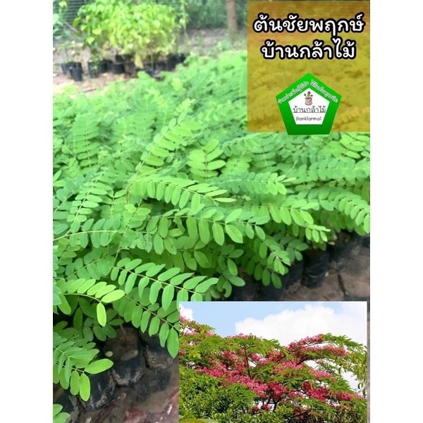 ต้นชัยพฤกษ์ พร้อมปลูกลงดิน  🎉ต้นแข็งแรง 🌿 สินค้าเสียหาย แจ้งทางร้านได้เลยจ้า