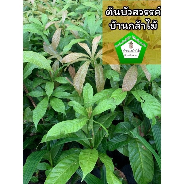 ต้นบัวสวรรค์  🎉ต้นแข็งแรง 🌿 สินค้าเสียหาย แจ้งทางร้านได้เลยจ้า