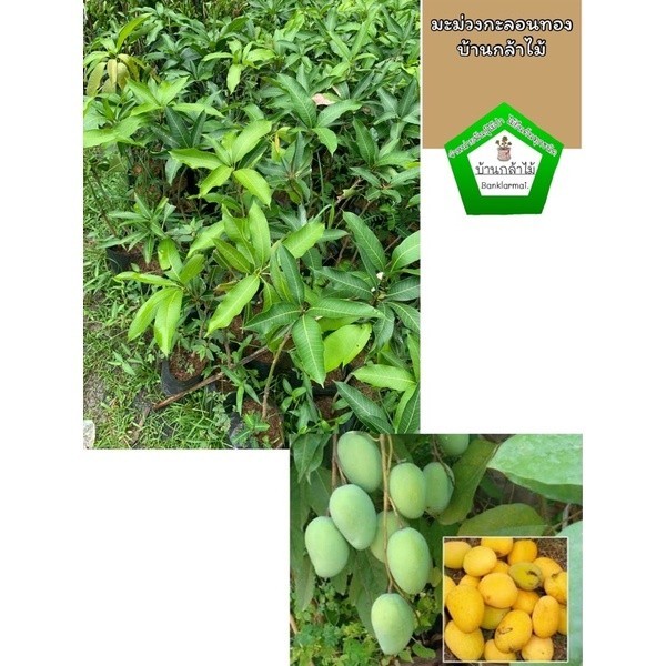 ต้นมะม่วงกะล่อนทอง แท้ 100%  🎉ต้นแข็งแรง🌿 สินค้าเสียหาย แจ้งทางร้านได้เลยจ้า