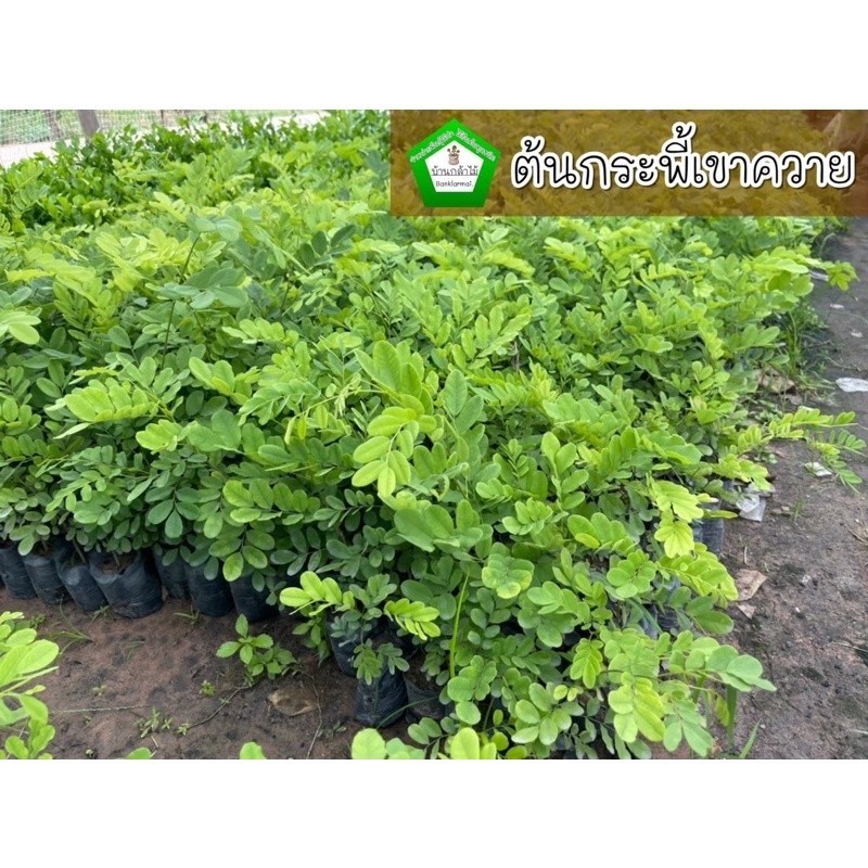 ต้นกระพี้เขาควาย  🎉ต้นแข็งแรง 🌿 สินค้าเสียหาย แจ้งทางร้านได้เลยจ้า