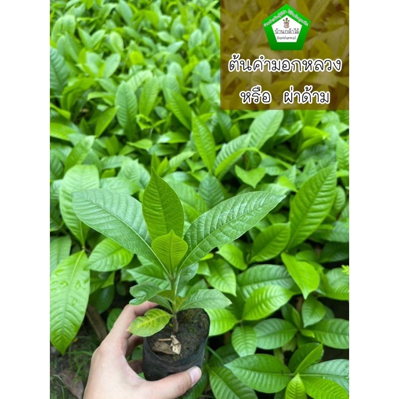 ต้นคำมอกหลวง/ผ่าด้าม 🪵  🎉ต้นแข็งแรง 🌿 สินค้าเสียหาย แจ้งทางร้านได้เลยจ้า