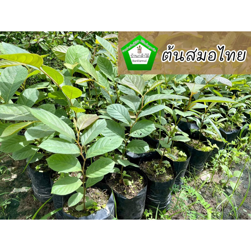 ต้นสมอไทย 🍊🍅 ระหว่างขนส่งสินค้าเสียหาย ทางร้านรับผิดชอบทุกรณีจ้า