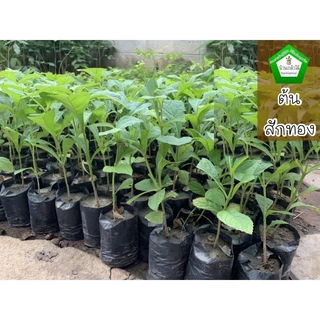 ต้นสักทอง ของแท้ 100% 🎉ต้นแข็งแรง 🌿 สินค้าเสียหาย แจ้งทางร้านได้เลยจ้า