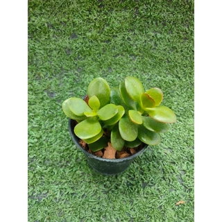 ต้นคลาสซูล่าใบเงิน, ต้นมันนี่ [Crassula Ovata, Money Plant] ไม้มงคลในกระถาง2นิ้ว