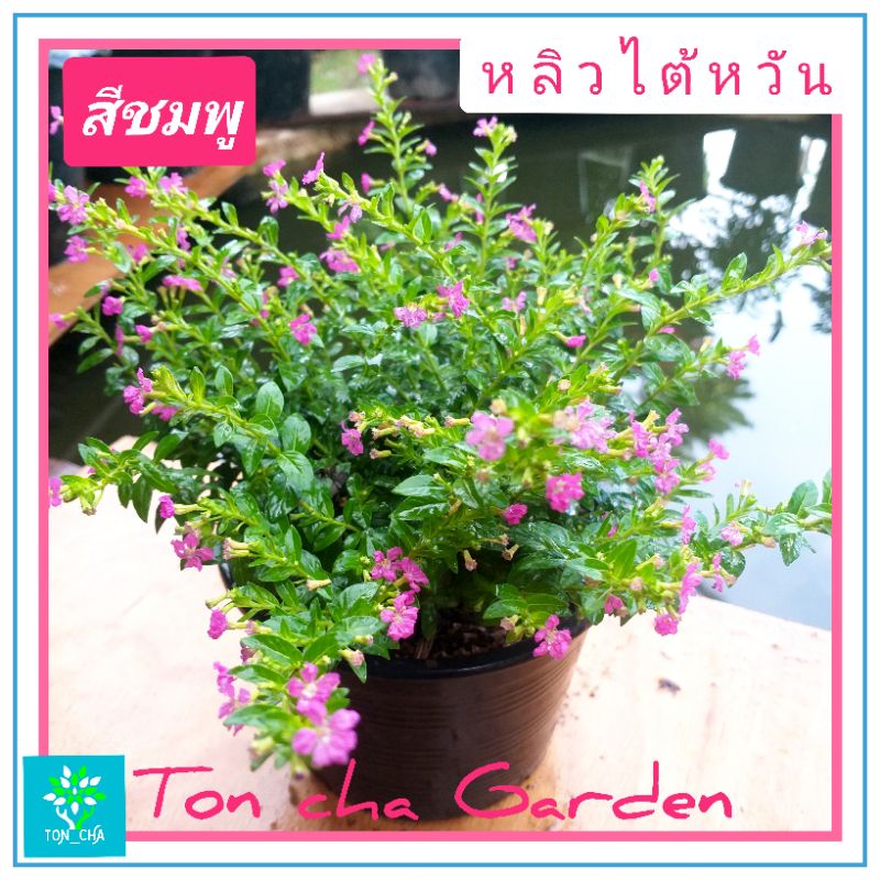 ต้นหลิวไต้หวัน (Elfin Herb) ดอกสีชมพู กระถาง 6 นิ้ว