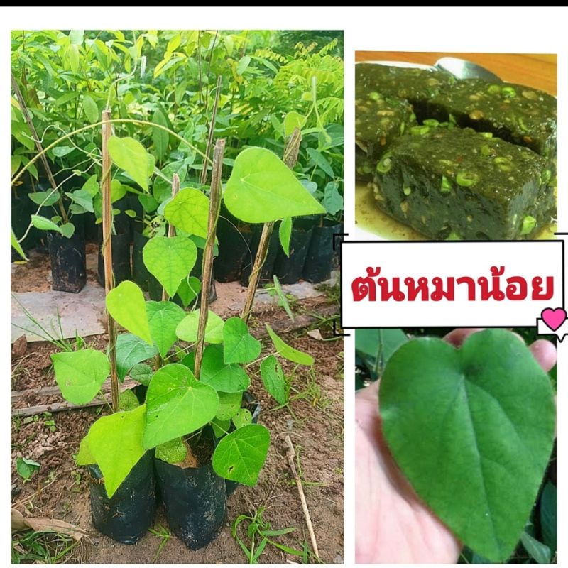 ต้นหมาน้อย เป็นสมุนไพรยาเย็น นำใบมาคั้นเป็นวุ้น ต้นกล้าเเข็งเเรงพร้อมปลูก สินค้าเสียหายยินดีเคลมฟรี