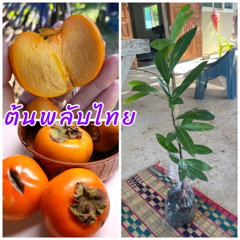 ต้นพลับไทย (เพาะเมล็ด) ผลสุกรสชาติหวานกรอบ ติดผลดก ปลูกง่ายดูแลง่าย