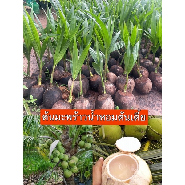 พันธุ์มะพร้าวน้ำหอมบ้านแพ้วต้นเตี้ยแท้100% ขนาดสูง30-50 ซม.ตูดจีบ ดก ติดผลเร็ว ต้นพันธุ์แข็งแรงพร้อมปลูก
