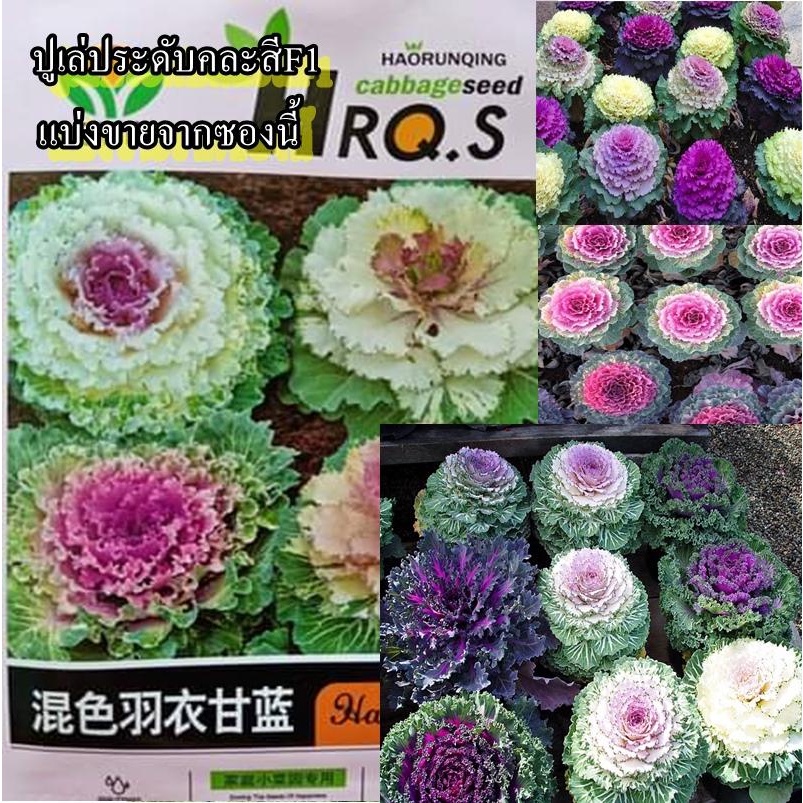 30+ เมล็ด เมล็ดปูเล่ประดับคละสีF1 (คละสี คละแบบ สีสันสวยงาม ปลูกประดับก็สวย ปลูกง่าย กินได้ เหมือนผักคะน้า)