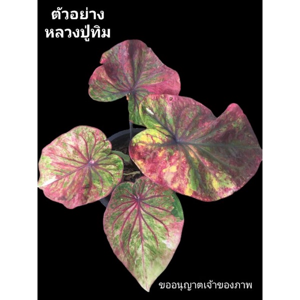 บอนสี หลวงปู่ทิม ไม้หน่อมีหัวพร้อมทำจำนวน กัดสีแล้วโคตรสวย อยู่ในกระถาง 6 นิ้ว ครับ   9/11/66