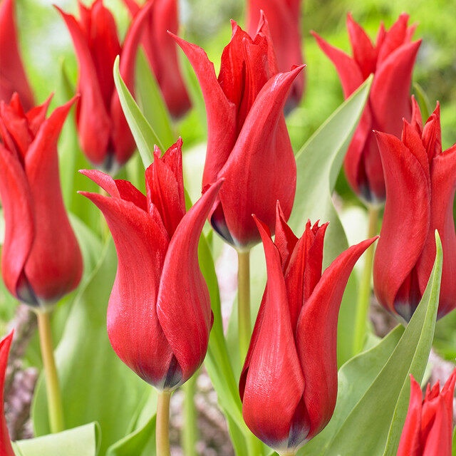 20 เมล็ด ทิวลิป Tulipa Seeds สายพันธุ์ Tulip Isaak Chic