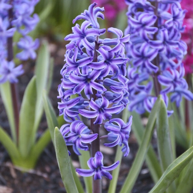 1 หัว ดอกไฮยาซินธ์ (Hyacinth) Bulbs สายพันธุ์ Hyacinth Orientalis Blue Jacket
