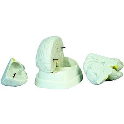 Human anatomy teaching and training model Brain Anatomy Model MKLB
