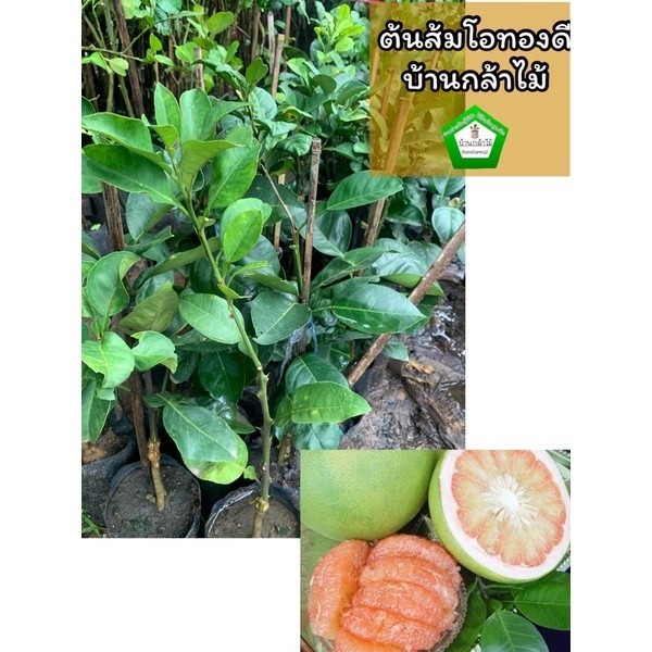 ต้นส้มโอทองดี เสียบยอด  🎉ต้นแข็งแรง 🌿 สินค้าเสียหาย แจ้งทางร้านได้เลยจ้า