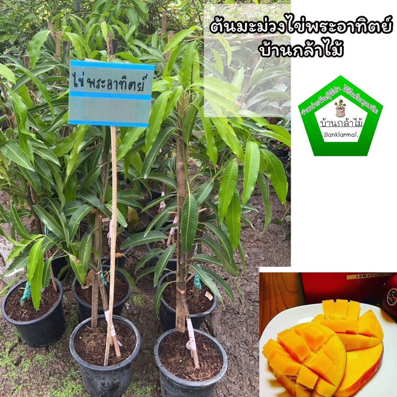 ต้นมะม่วงไข่พระอาทิตย์ ต้นใหญ่ ของแท้ 🎉ต้นแข็งแรง 🌿 สินค้าเสียหาย แจ้งทางร้านได้เลยจ้า
