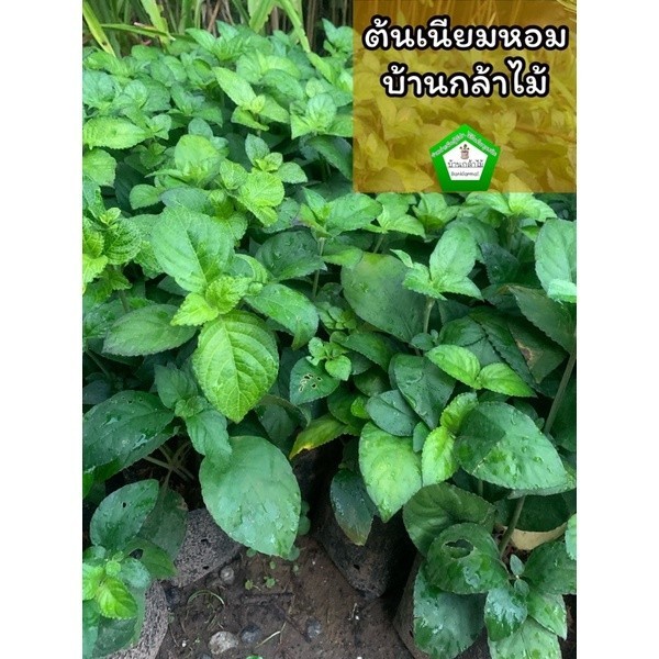 ต้นเนียมหอม เนียมอ้ม ต้นอ้ม ใบใหญ่ ใบดก พร้อมลงดิน  🎉ต้นแข็งแรง 🌿 สินค้าเสียหาย แจ้งทางร้านได้เลยจ้า