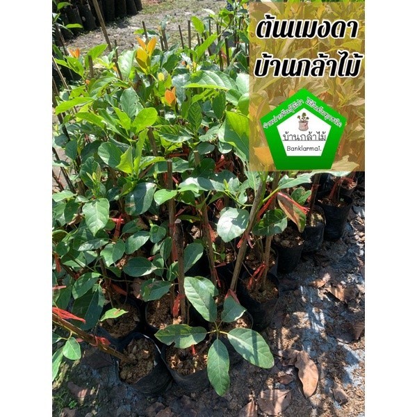 ต้นแมงดา 🎉ต้นแข็งแรง 🌿 สินค้าเสียหาย แจ้งทางร้านได้เลยจ้า