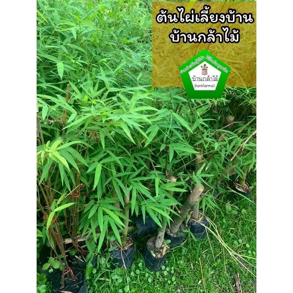ต้นไผ่เลี้ยงบ้าน ทำรั้วสวยๆ 🎉ต้นแข็งแรง 🌿 สินค้าเสียหาย แจ้งทางร้านได้เลยจ้า