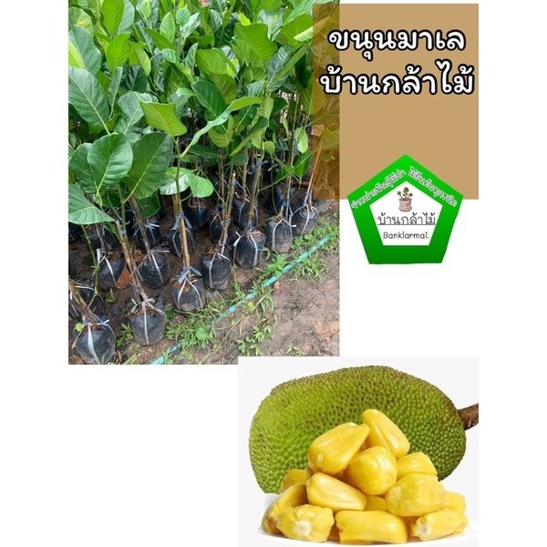 ต้นขนุนมาเล แท้100% เก็บผลไว ต้นแข็งแรง สินค้าเสียหาย แจ้งทางร้านได้เลยจ้า