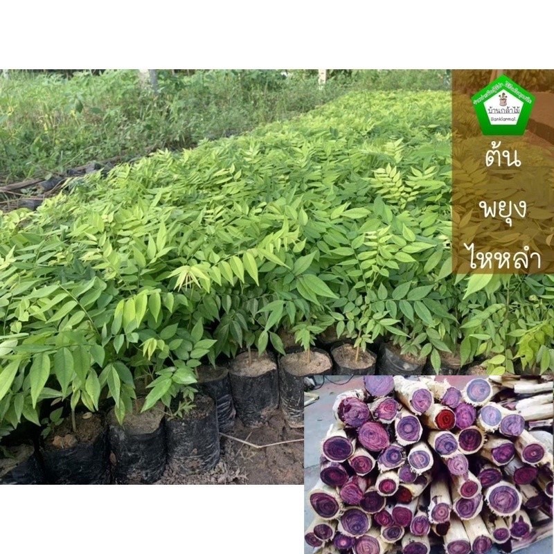 ต้นพยุงไหหลำ ของแท้100% ต้นแข็งแรง 🌿🌿 สินค้าเสียหาย แจ้งทางร้านได้เลยจ้า