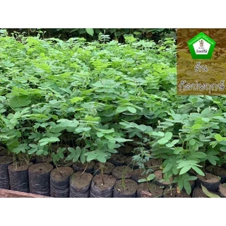 ต้นกัลปพฤกษ์ ไม้ยืนต้น ดอกสีชมพูขาว 🌿 สินค้าเสียหาย แจ้งทางร้านได้เลยจ้า