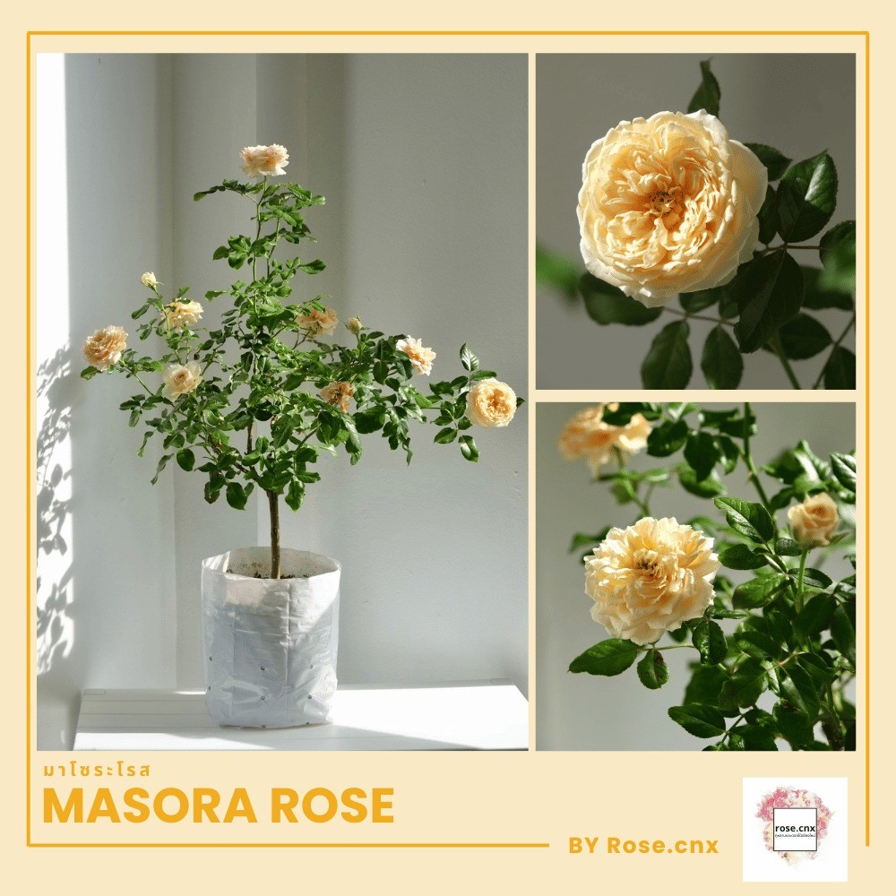 กุหลาบมาโซระโรส Masora Rose กุหลาบเลื้อย กลิ่นหอม (สายพันธุ์ญี่ปุ่น)