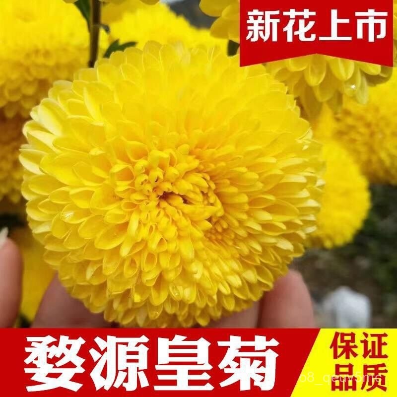 ชาหนึ่งถ้วย Wuyuan Huangju Wolfberry Honeysuckle ล้างความร้อนและขจัดไฟจำนวนมากจีนแผ่นดินใหญ่ TQHK