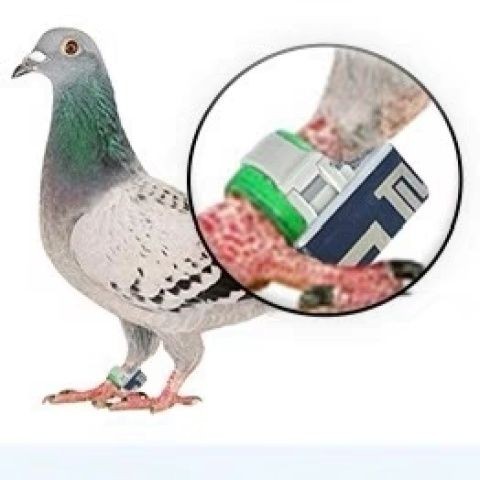 ฝึกนกพิราบ GPS ติดตาม S7สร้อยข้อเท้า แหวนติดตามตำแหน่งนกพิราบแบบเรียลไทม์ Pro เที่ยวบินดิจิทัลใหม่  