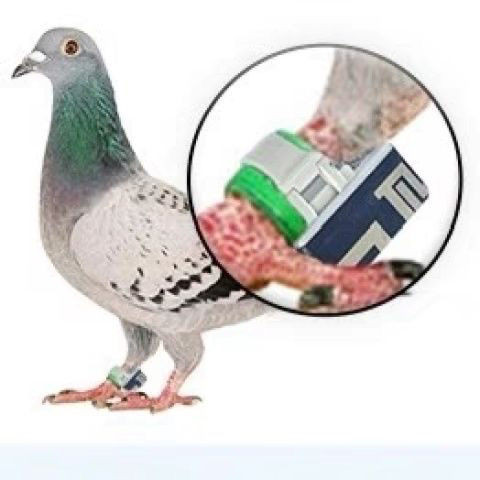 gps แหวนเท้านกพิราบ GPS นกพิราบแข่ง ตัวติดตามตำแหน่งดิจิทัลเฉพาะสำหรับนกพิราบ ZPYU