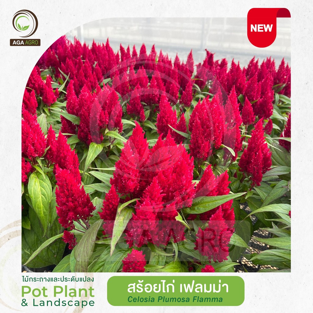 AGA AGRO I "สร้อยไก่ เฟลมม่า" พันธุ์ใหม่! ปรับปรุงให้ช่อดอกเยอะ-100เมล็ด-Celosia Plusmosa Flamma