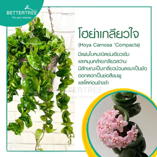 โฮย่าเกลียวใจ กระถาง 3 นิ้ว ไม้ฟอกอากาศ ไม้มงคล